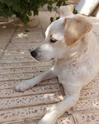 Pet