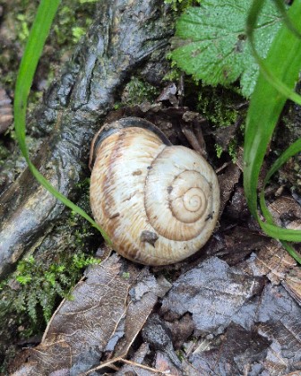 in the nature