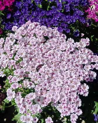Spring in the city