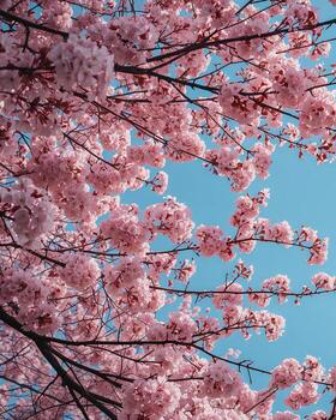 Spring in the city