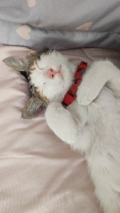 Little Nap Buddy