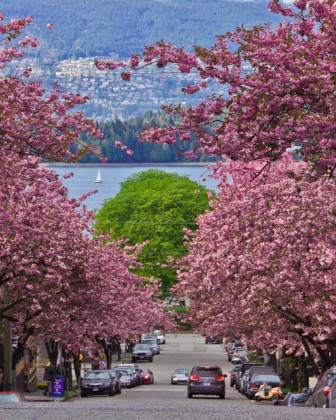 Spring in the city