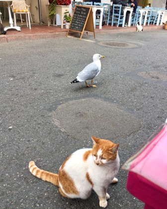 🕊️🐈