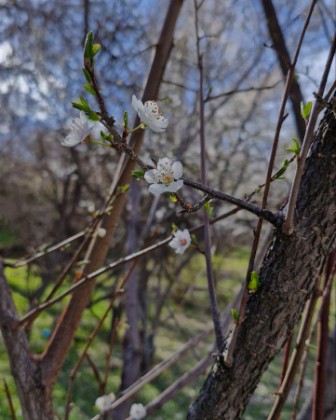 Spring in the city