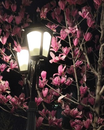 Spring in the city