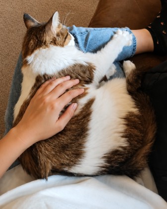 Furry Friend