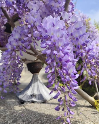 Spring in the city