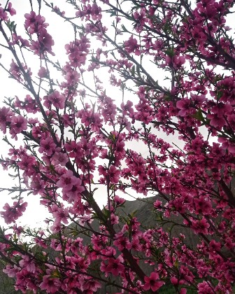 Spring in the city