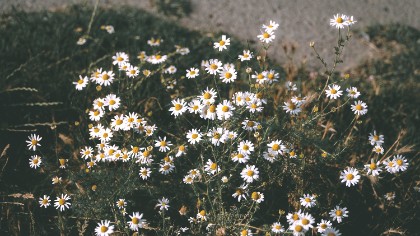 Nature photography